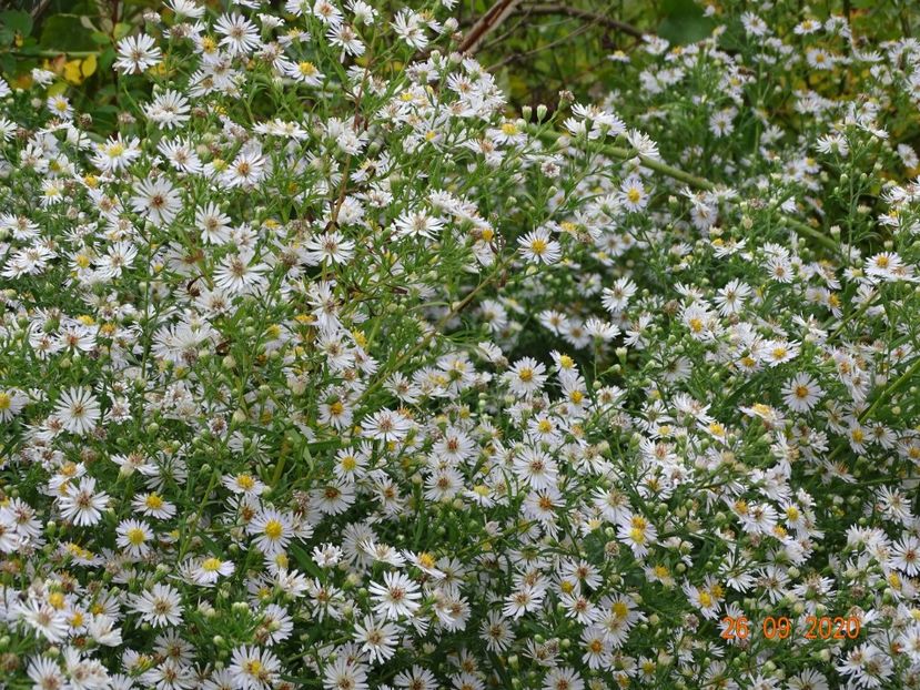 aster din padure - Dobarland 2020 6