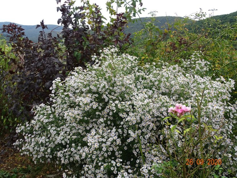 aster din padure - Dobarland 2020 6