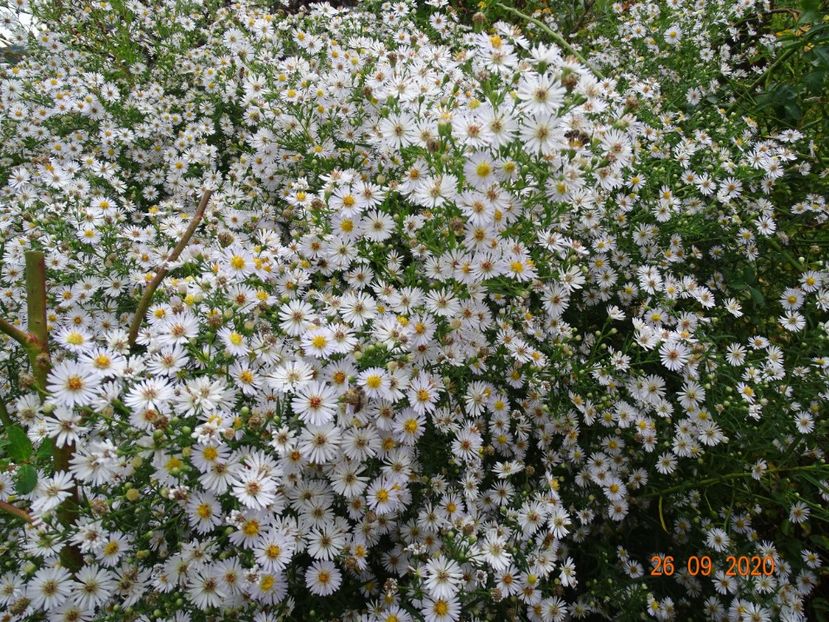 aster din padure - Dobarland 2020 6