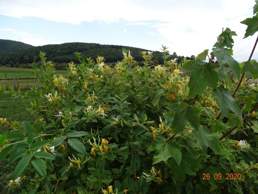 lonicera Mint Crisp - Dobarland 2020 6