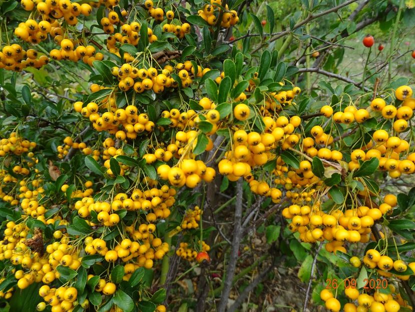 pyracantha Soleil d'Or - Dobarland 2020 6