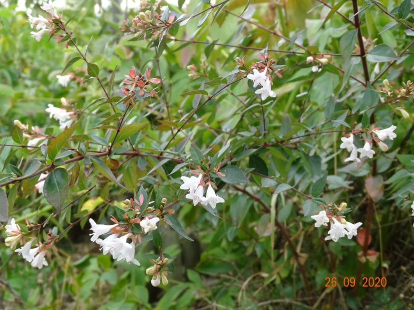 abelia grandiflora - Dobarland 2020 6