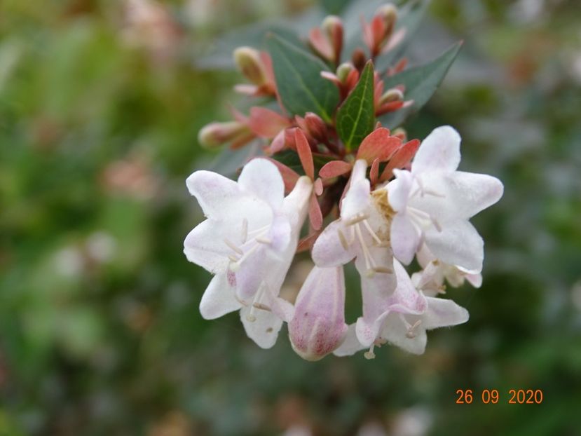 abelia grandiflora - Dobarland 2020 6