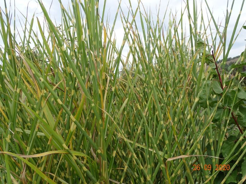 miscanthus sinensis Zebrinus - Dobarland 2020 6