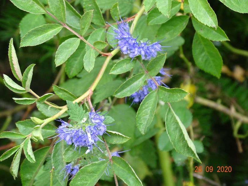 caryopteris clandonenis - Dobarland 2020 6
