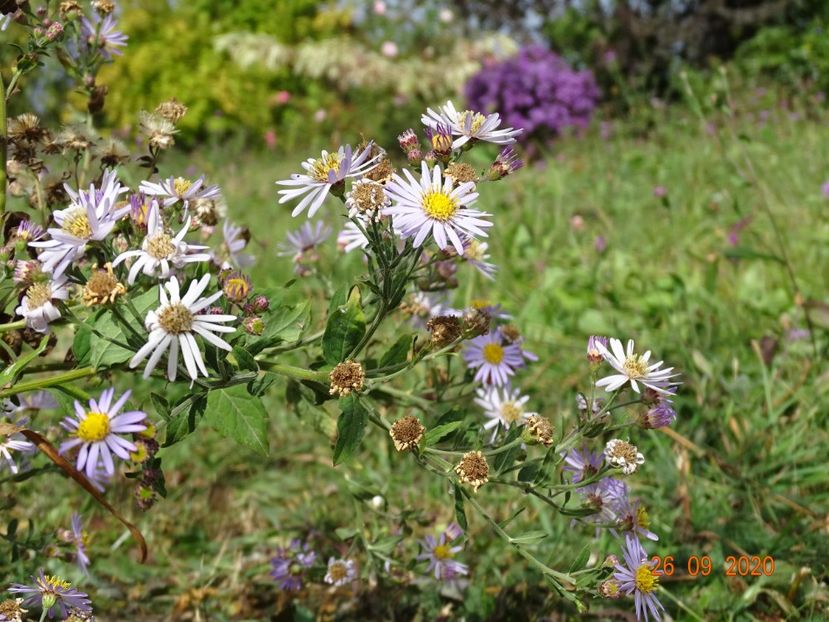 aster ageratoides Asran - Dobarland 2020 6