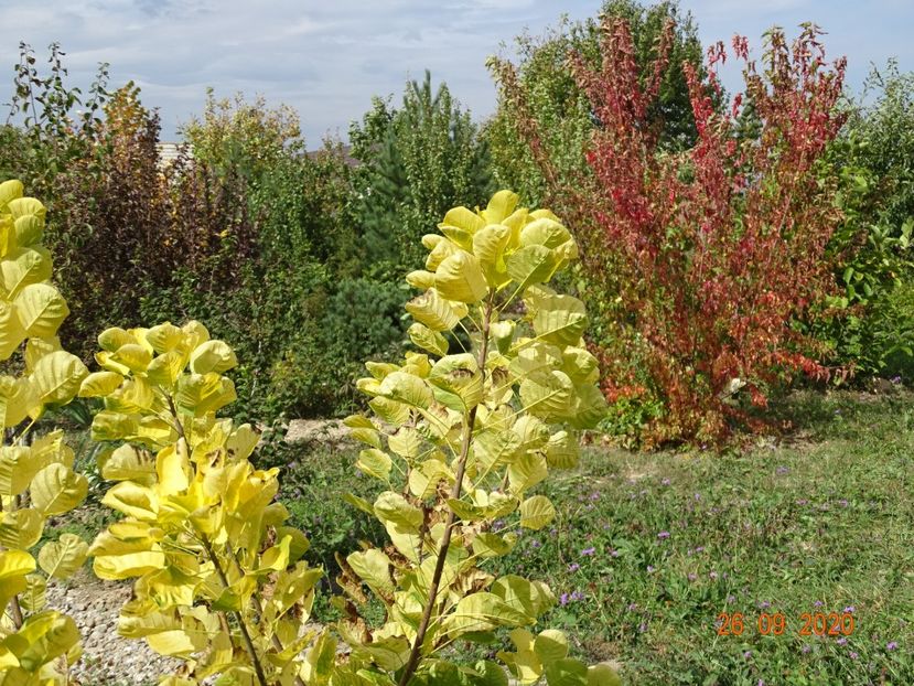 cotinus coggyria Golden Spirit, acer tataricum - Dobarland 2020 6