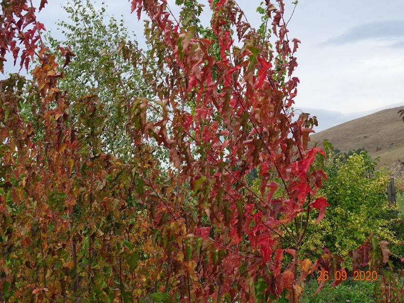 acer tataricum - Dobarland 2020 6