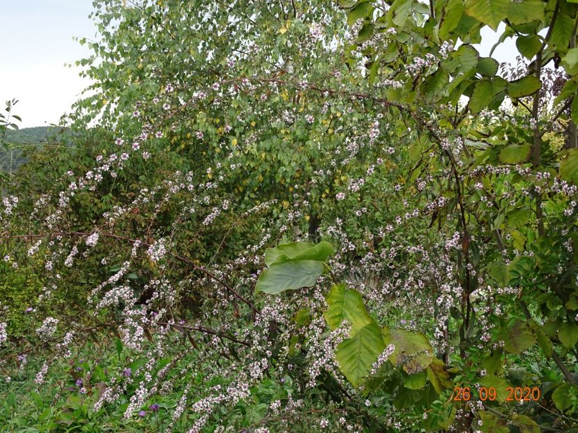 aster Lady in Black - Dobarland 2020 6