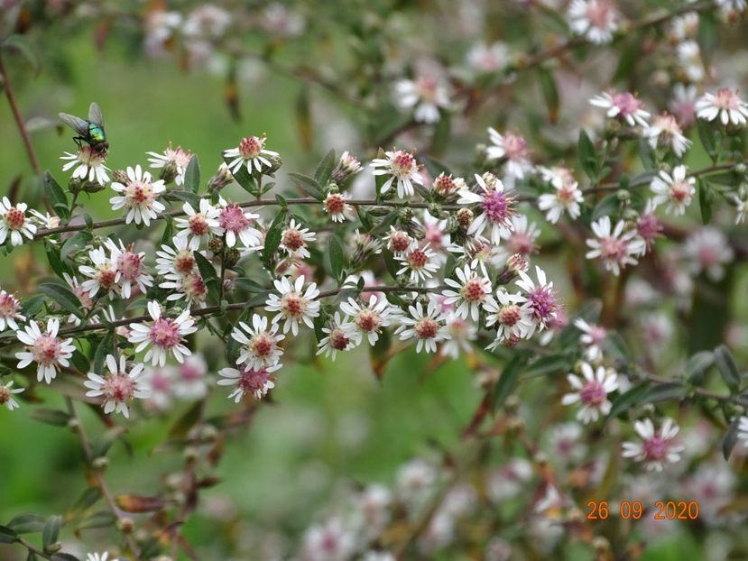 aster Lady in Black - Dobarland 2020 6