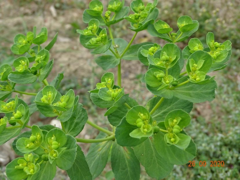 euphorbia helioscopia - Dobarland 2020 6