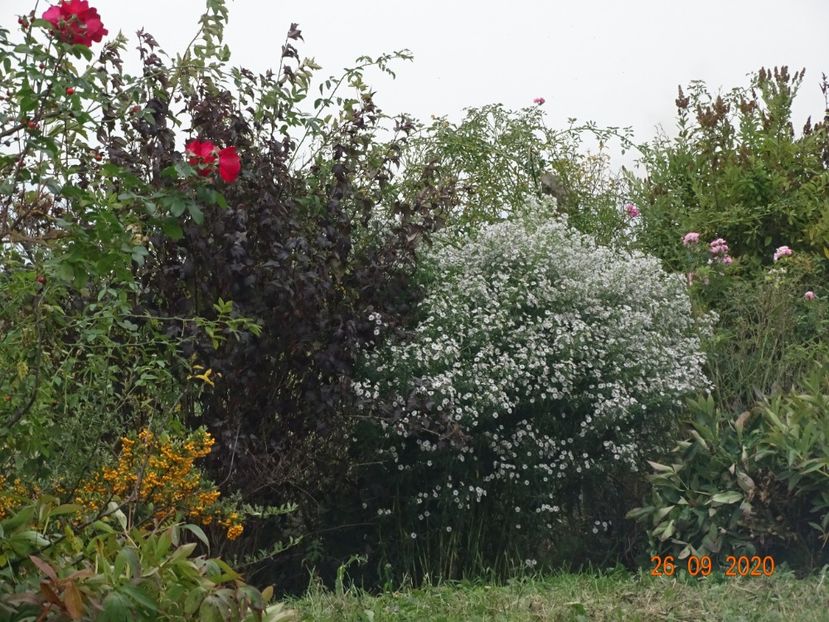 aster din padure - Dobarland 2020 6