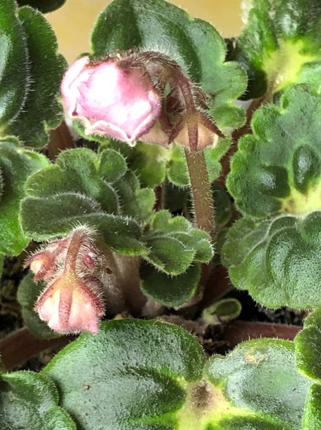 FE9D88CD-4F10-4FB0-8F2F-65776747FC22 - Ma-s Melody Girl