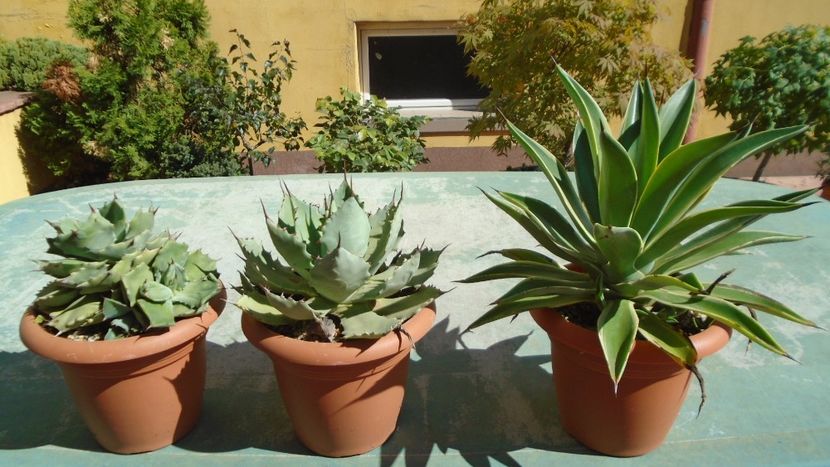 Agave isthmensis, seemanniana si desmettiana variegata - Agave - Yucca si Dracaena 2020