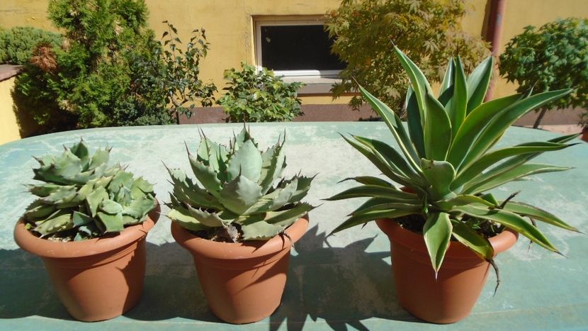 Agave isthmensis, seemanniana si desmettiana variegata - Agave - Yucca si Dracaena 2020