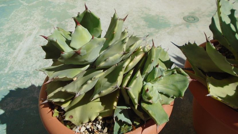 Agave isthmensis - Agave - Yucca si Dracaena 2020