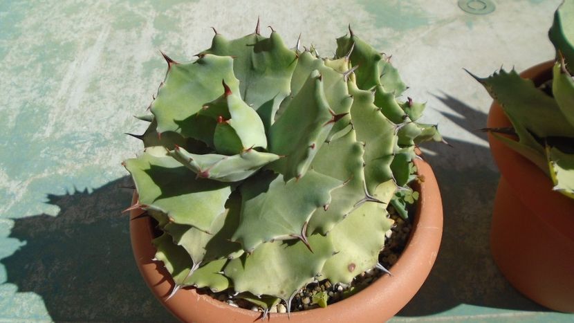 Agave isthmensis - Agave - Yucca si Dracaena 2020