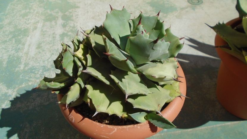 Agave isthmensis - Agave - Yucca si Dracaena 2020