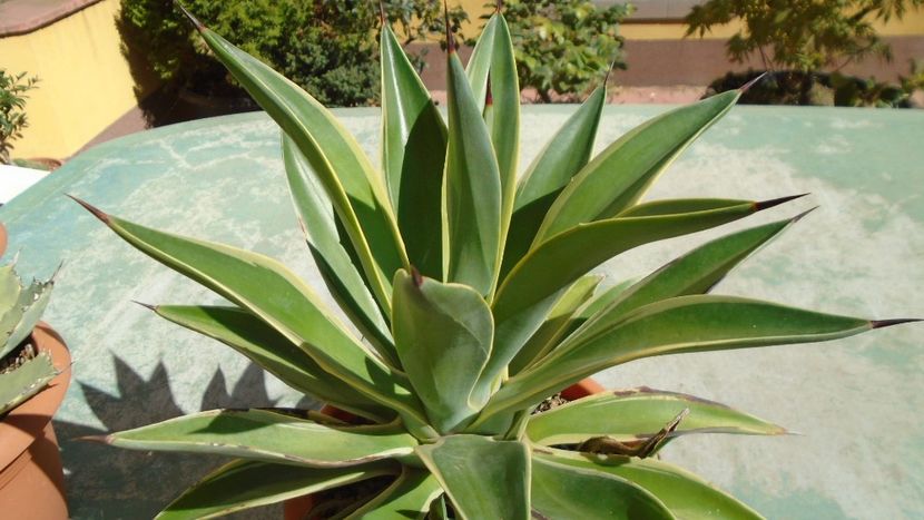 Agava desmettiana variegata - Suculente-Agave-Yucca si Dracaena 2021