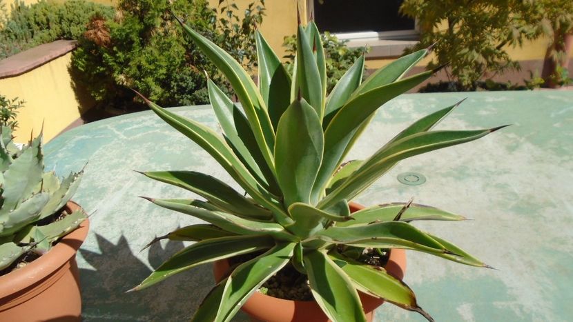 Agava desmettiana variegata - Suculente-Agave-Yucca si Dracaena 2021