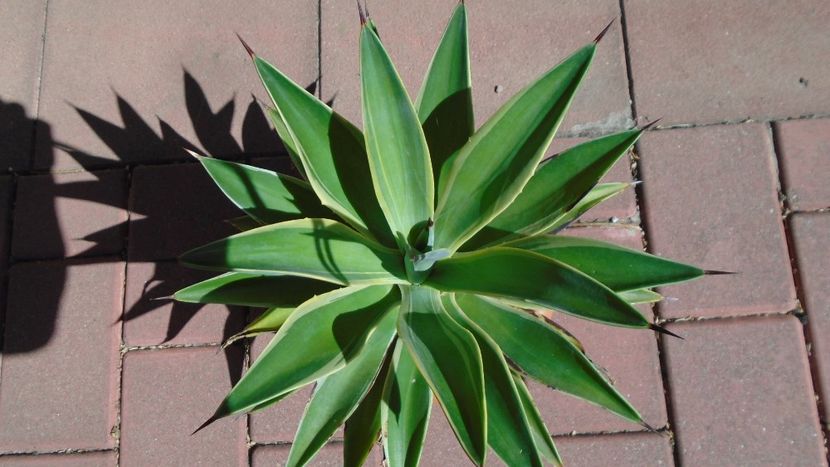 Agava desmettiana variegata - Suculente-Agave-Yucca si Dracaena 2021