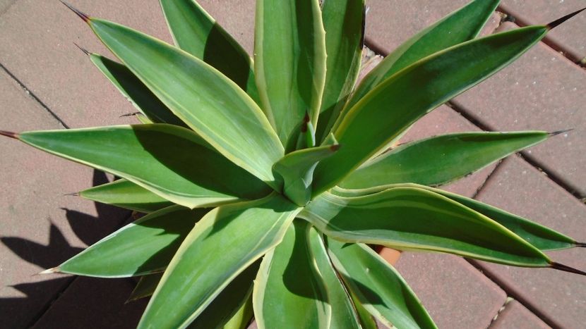 Agava desmettiana variegata - Suculente-Agave-Yucca si Dracaena 2021