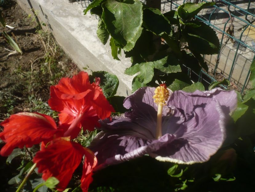 P1460652 - HIBISCUSI 2020-4