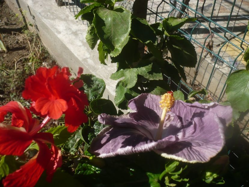 P1460653 - HIBISCUSI 2020-4