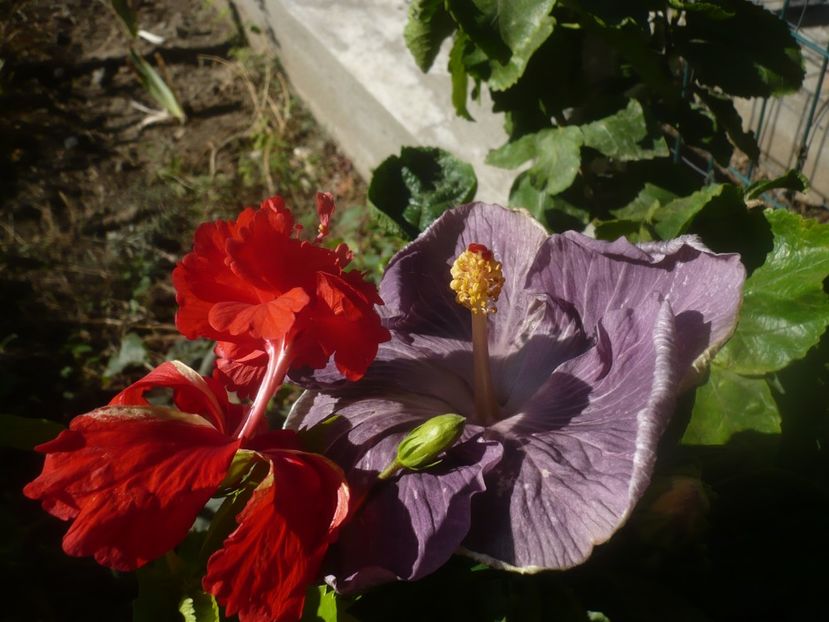 P1460654 - HIBISCUSI 2020-4