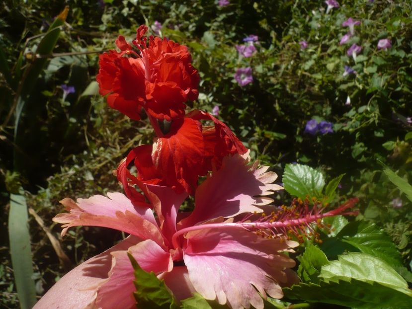 P1460655 - HIBISCUSI 2020-4