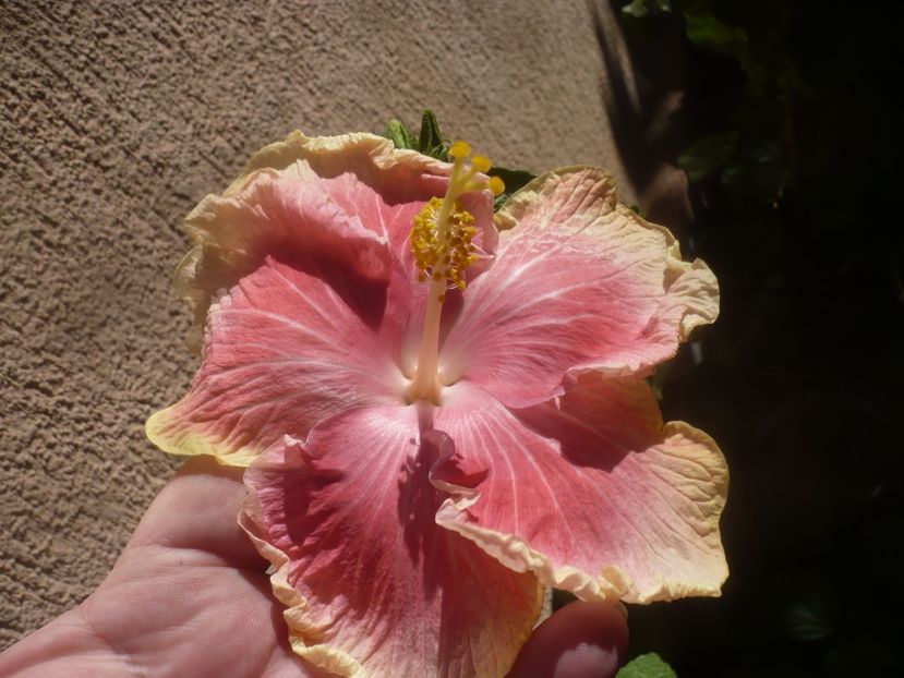 P1460656 - HIBISCUSI 2020-4