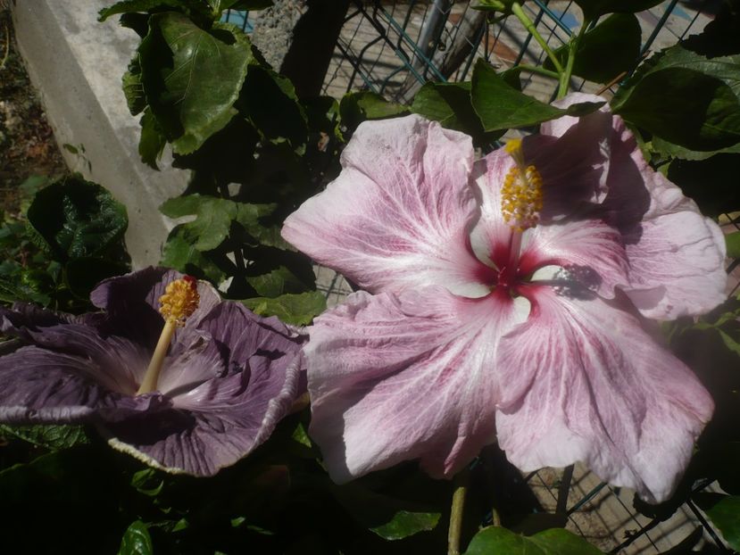 P1460659 - HIBISCUSI 2020-4