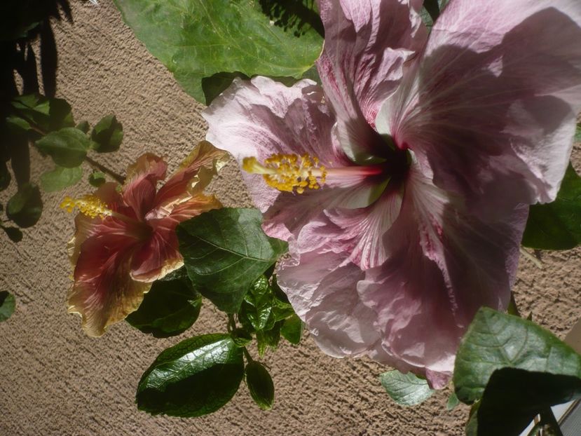 P1460660 - HIBISCUSI 2020-4