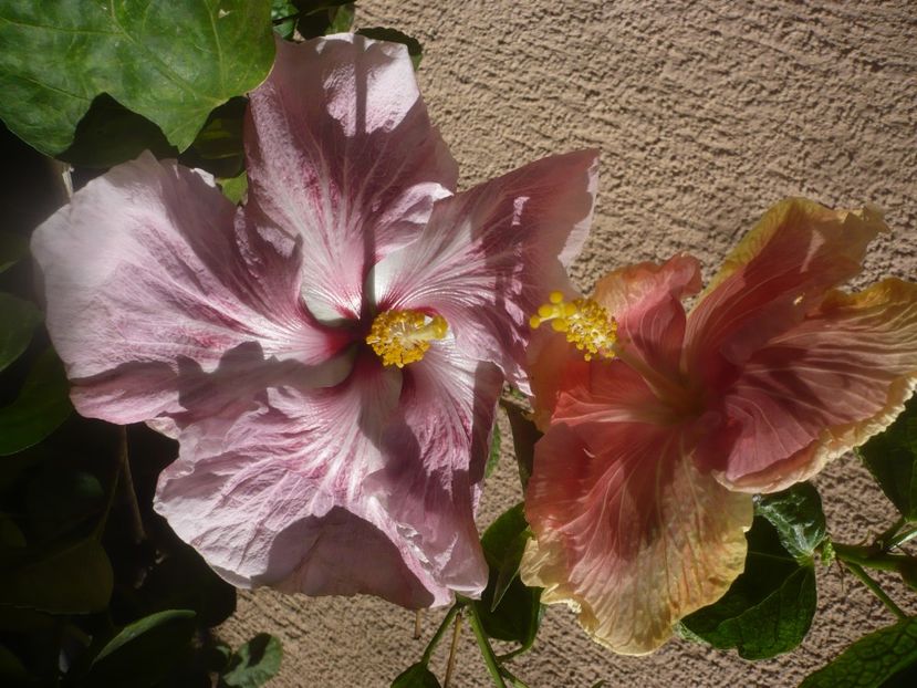 P1460662 - HIBISCUSI 2020-4