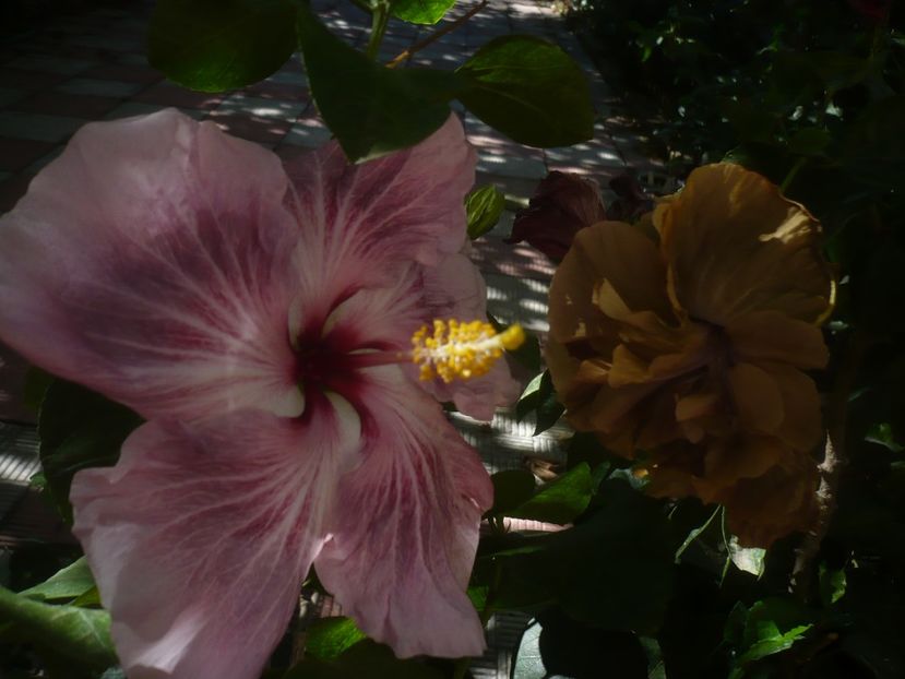 P1460663 - HIBISCUSI 2020-4