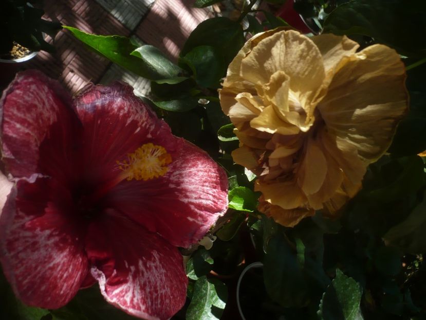 P1460665 - HIBISCUSI 2020-4