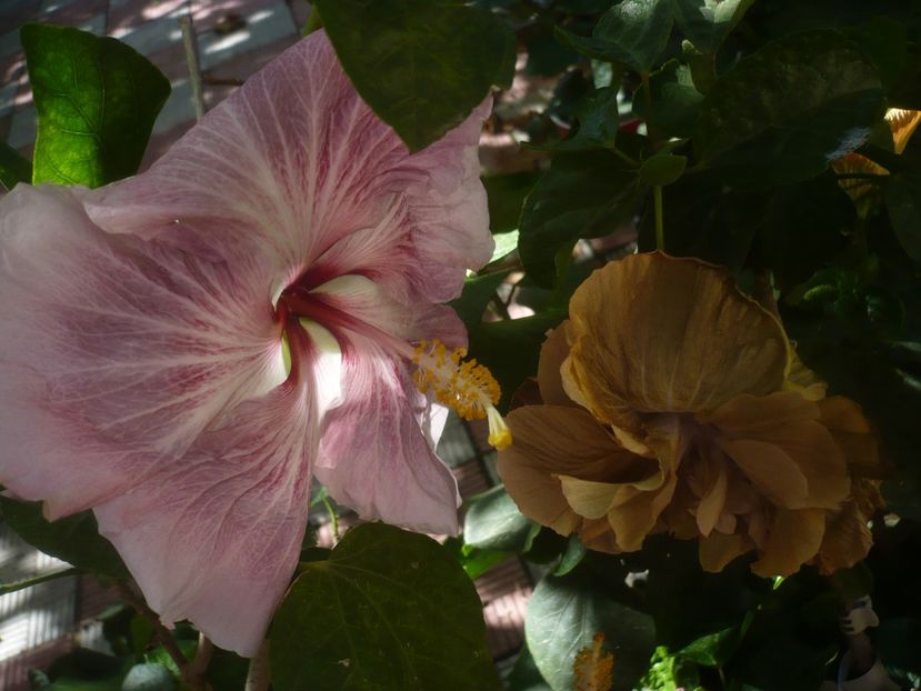 P1460666 - HIBISCUSI 2020-4