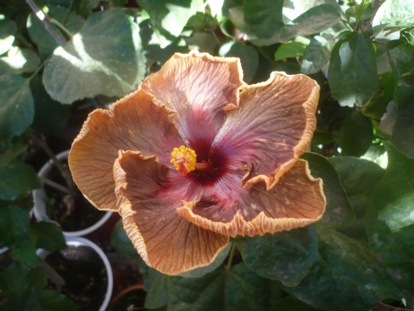 P1460667 - HIBISCUSI 2020-4