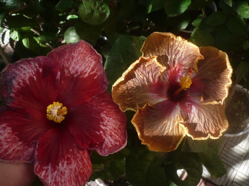 P1460672 - HIBISCUSI 2020-4