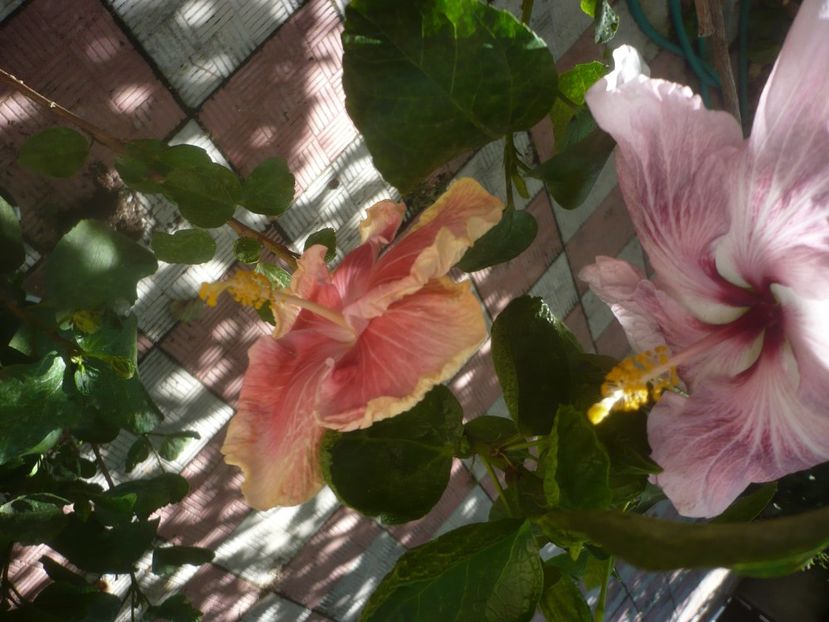 P1460675 - HIBISCUSI 2020-4