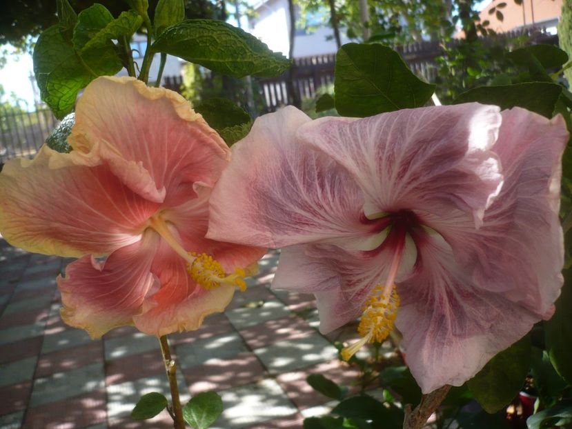 P1460676 - HIBISCUSI 2020-4