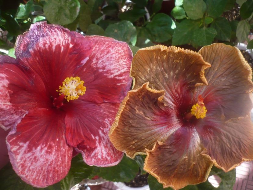 P1460677 - HIBISCUSI 2020-4