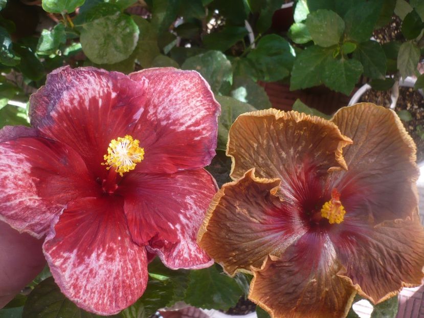 P1460678 - HIBISCUSI 2020-4