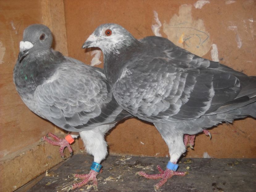  - UNDEVA IN SUCEAVA arhiva