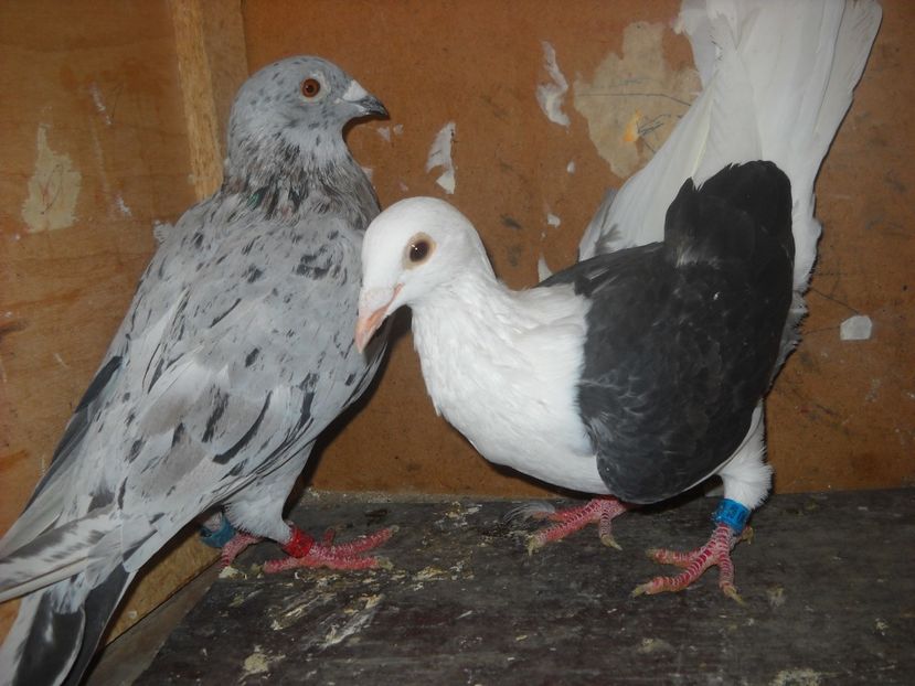  - PORUMBEI VANDUTI 2