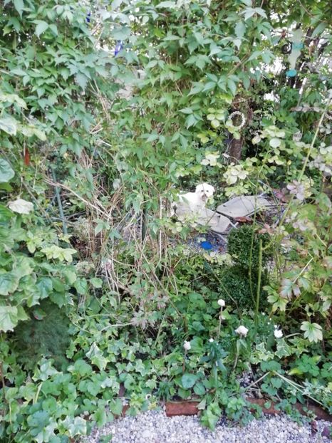 27.09.2020 - Grădina 2020 continuare 2