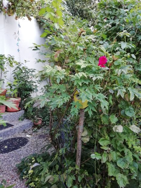  - Grădina 2020 continuare 2