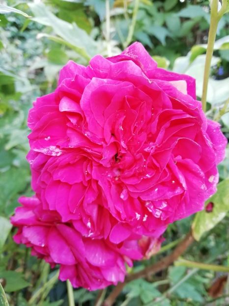  - Grădina 2020 continuare 2