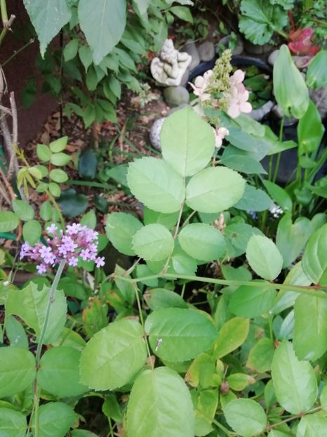  - Grădina 2020 continuare 2