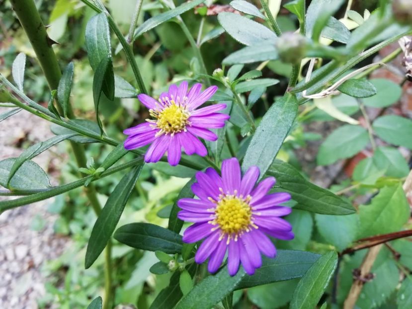  - Grădina 2020 continuare 2